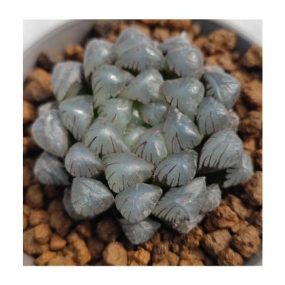 China H218 Nordic High Quality Desktop Garden Decoration Mini Artificial Succulent Plant Succulent Flower for sale