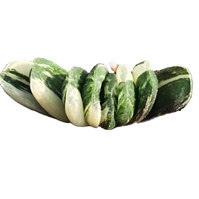 China H235 Customized Wholesale Garden Decoration Fully Rooted Realistic Succulent Plants Succulent Plants for sale