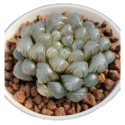 China Professional Manufacturing H207 Mini Succulents Farm Resin High Quality Garden Decoration Succulent for sale