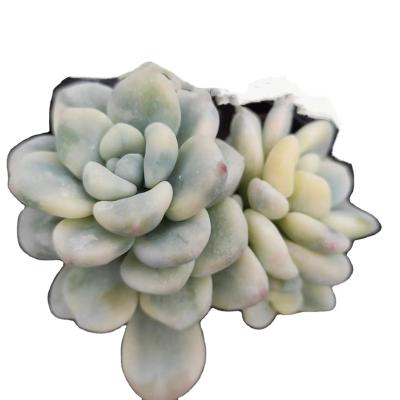 China Garden Decoration Wholesale Customized Decor MMY035 Artificial Succulents Succulent Ornament for sale