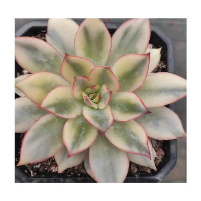 China Garden Decoration CY015Echeveria Esther Variegated Succulent Plants Gift Set Large Artificial Succulent Plant Hot Sale for sale