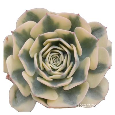 China Garden Decoration MMY028 Echeveria Lenore Dean Variegated Pretty Artificial Succulent Plants for sale