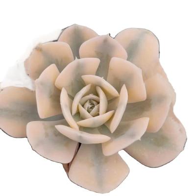 China High Quality Succulent Garden Decoration Manufacturers Direct Selling Flower MMY032 Plants 9cm Custom for sale