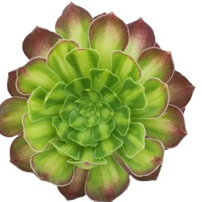 China TH012 Garden Decoration Aeonium Kids Color Plants Professional Artificial Cactus Plant Succulent Plants For Decoration for sale