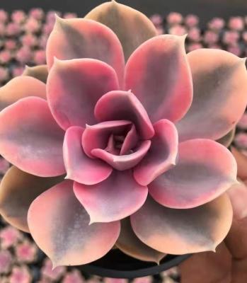 China Garden Decoration BL770 Echeveria Rainbow Varied Design Professional Succulent Gift Plants Artificial Succulent Pot for sale