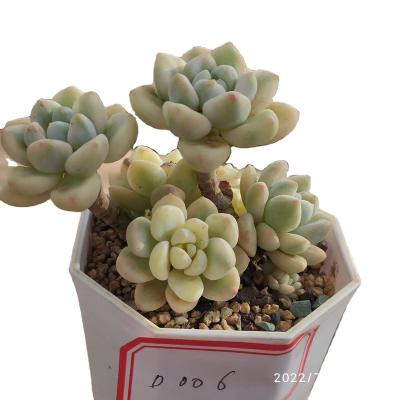 China Garden Decoration DD010 Echeveria Clavatum Varied Competitive Price Artificial Succulents Gift Korean Pots For Succulents for sale