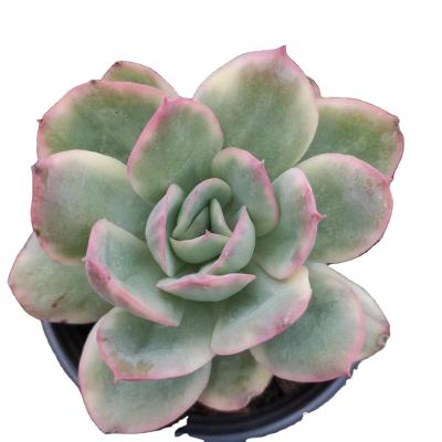 China Garden Decoration MMY030 Echeveria Luella Variegated 2022 Hot Sale Colorful Mini Succulent Plants Succulent Farm Plants for sale