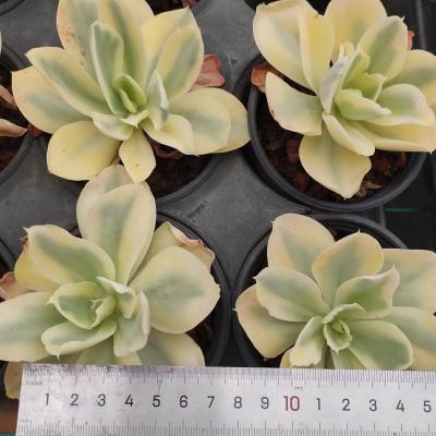 China Garden Decoration MMY013 Echeveria Moon River Varied Design Professional Succulent Gift Making Artificial Succulent Plants for sale