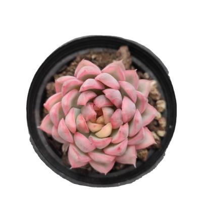 China Garden Decoration MMY076 Echeveria Mebina Varied High Quality Commercial Nordic Large Succulent Pots Succulent Plant for sale