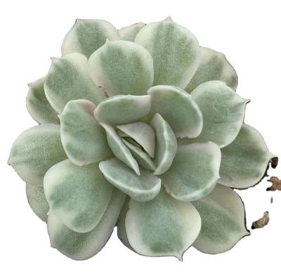 China Decoration BL763 Echeveria Onslow Variegated China Manufacturer Cactus and Mini Artificial Succulent Garden Plants 2 inch plastic succulent pot for sale