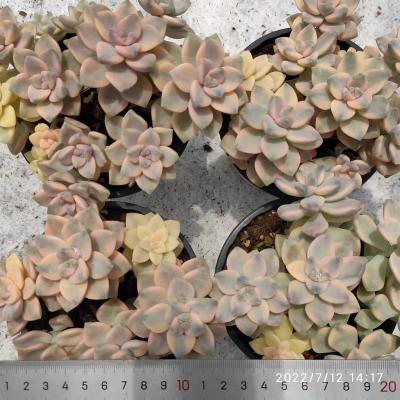 China ZX011 Echeveria Titubans Garden Decoration Varied Articial Succulent Plant Large Commercial Nordic Succulent Pots High Quality for sale