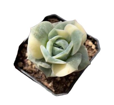 China CY008 Echeveria Beautiful Rose Variegated Chinese Wholesale Cheap and Fine Plastic Succulent Plants and Garden Pot Decoration for sale