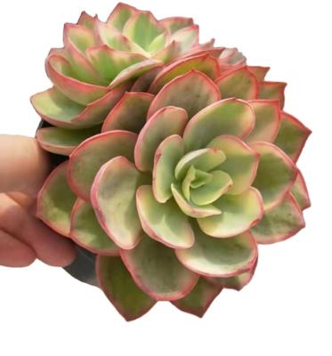 China Garden Decoration TS093 Echeveria Suyeon Variety Cute Succulent Planters Wholesale Round Stone Artificial Plants and Artificial Succulents for sale