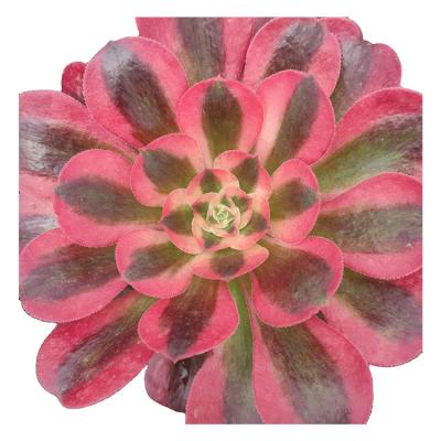 China Garden Decoration TR002 Aeonium Witch Varied Wholesale Customized Mini Artificial Succulentplants Pots For Door for sale