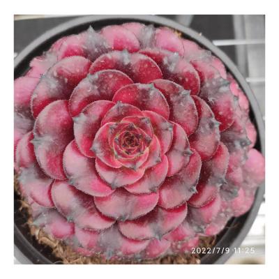 China Garden Decoration Wholesale Custom Fake Succulent Creative Artificial Succulent Plants FJ020 for sale