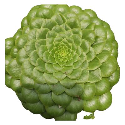 China Wholesale Natural Pretty Garden Decoration Promotion Price ZSM056 Artificial Succulents Plants for sale