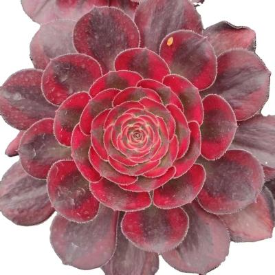 China Garden Decoration Wholesale Customized FJ005 Resin Succulent Ceramic Flower Pot With Succulent Plants for sale