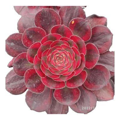 China Hot Selling 2022 Garden Decoration FJ005 Artificial Succulent Plants Artificial Succulents Unpotted for sale