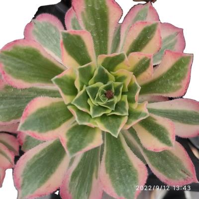 China Wholesale Garden Decoration HM032 Aeonium YeonEung Customized Mini Artificial Succulentplants Pots For Door for sale