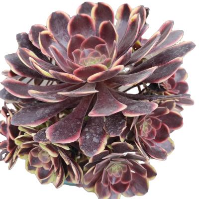 China O'Carrie Wholesale Customized Mini Artificial Succulent Plants Aeonium Garden Decoration ON010 Artificial Succulent Plant for sale