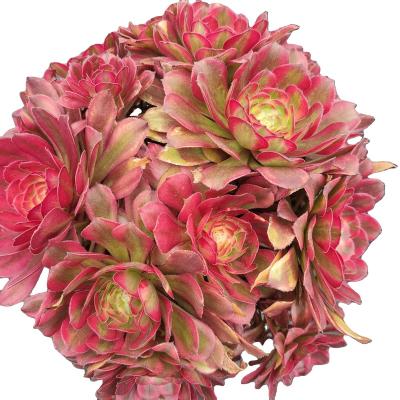 China Wholesale ON011 Garden Decoration Aeonium Dancing Beauty Customized Mini Artificial Succulent Plants Pots For Out Door Echeveria for sale