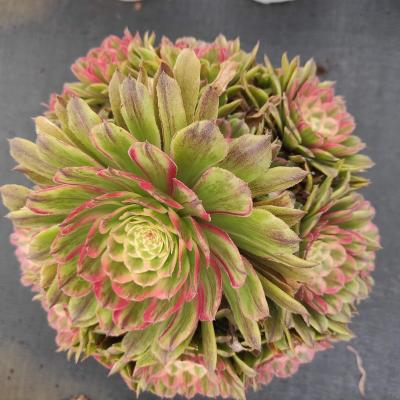 China Wholesale Customized Mini Artificial Succulentplants Pots For Aeonium Garden Decoration ON012 Pink Lady's Gate for sale