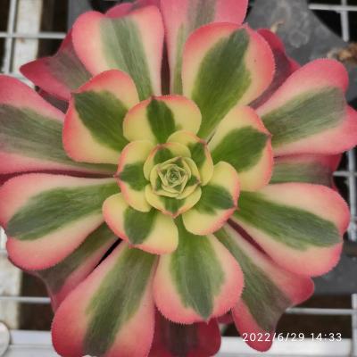 China ON013 Garden decoration Aeonium witch varied succulents wholesale for sale artificial succulent plants pots for out door echeveria for sale