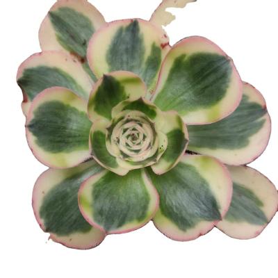 China Wholesale Garden Decoration ON014 Aeonium YeonJa Customized Mini Artificial Succulent Plants Pots For Out Door Echeveria for sale