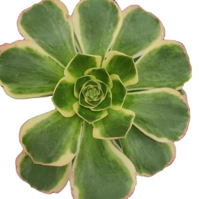 China Garden Decoration ON015 Aeonium Green Rose Wholesale Customized Mini Artificial Succulent Plants Pots For Out Door Echeveria for sale