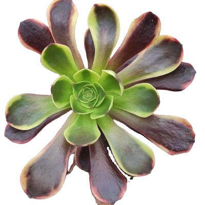 China ON016 Garden Decoration Aeonium O'Carrie Wholesale Succulents Plants Artificial Succulent Pots For Out Door Echeveria for sale