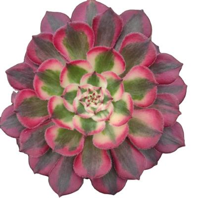 China Garden Decoration ON017 Garnet Wholesale Customized Mini Artificial Aeonium Succulent Plants Pots For Out Door Echeveria for sale