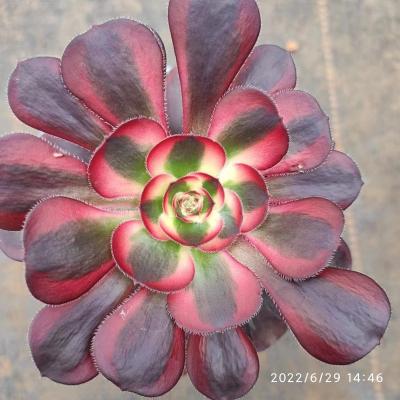 China ON018 Garden Decoration Aeonium Around Mini Artificial Succulent Customized Wholesale White Plants Pots For Out Door Echeveria for sale