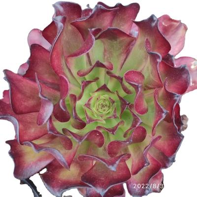 China TH005 Garden Decoration Aeonium Beauty Girl Artificial Succulent Pot Plants Succulent Pots For Out Door Echeveria for sale