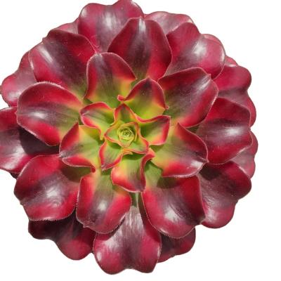 China Garden Decoration TH006Aeonium Circle Varied Mini Succulent Artificial Resin And Plastic Succulent Plants for sale