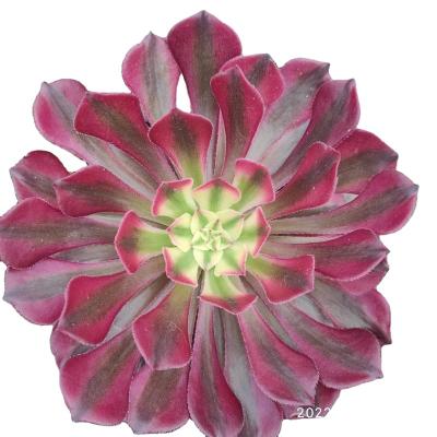 China Garden Decoration TH008 Aeonium Copper Pot Varied Mini Succulent Artificial Resin And Plastic Succulent Plants for sale