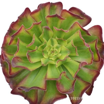 China Wholesale Cheap Garden Decoration Aeonium Beauty Dancing Artificial Succulents TH010 In Pots Plastic Succulent Plants for sale