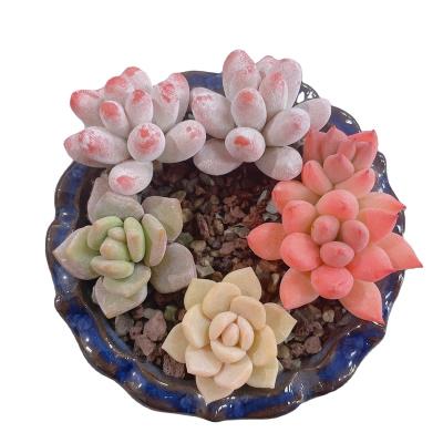 China Wholesale Hot Sales Mini Fake Plants Artificial Garden Decoration Succulent for Home Decoration for sale