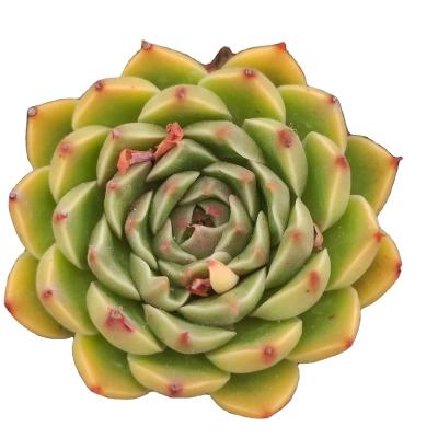 China ZSM040 High Quality Commercial Succulent Artificial Succulent Plants Garden Decoration With Modern Pots for sale