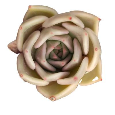 China Direct wholesale DDQ005 garden decoration dark green artificial succulent plush simulation decorative succulents for sale