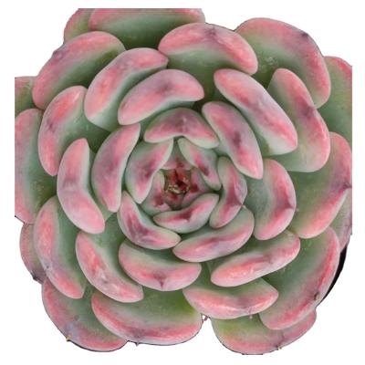 China Garden Decoration High Quality Commercial Nordic Large Succulent Pots LMM030 Succulent Plant for sale