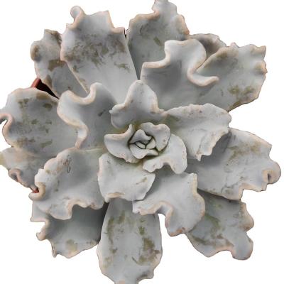 China China Manufacturer Beauty China's Kinky Cactus And Mini Artificial Succulent Plants Decoration LKL001 Echeveria Garden 2 Inch Plastic Succulent Pot for sale