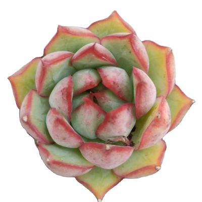 China Direct Wholesale SL069 Square Plastic Succulent Pots Garden Decoration Artificial Succulent Plants for sale