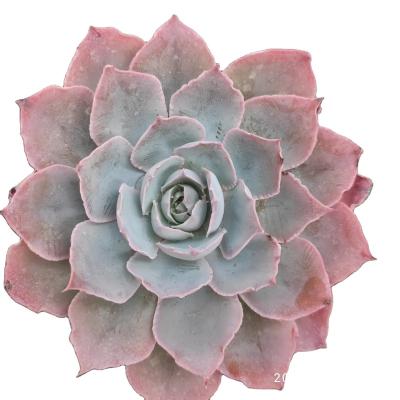 China 2022 Hot Sale Artificial Succulents Faux Succulents Small Pot MMY081 Wooden Plant for sale