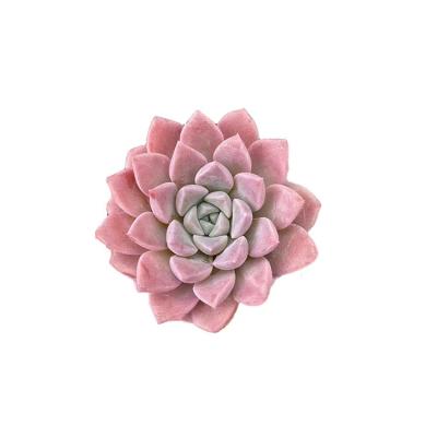 China 2022 Hot Selling Colorful BL743 Mini Succulent Plants Succulent Farm Garden Decoration Plants for sale