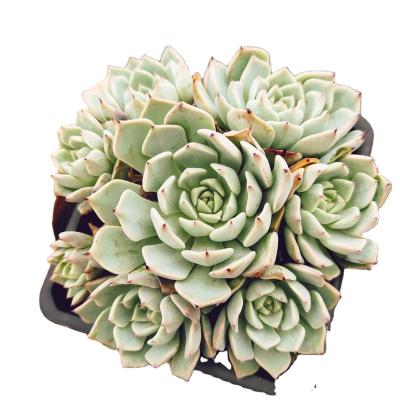 China Hot Selling XXP010 Echeveria Sarahime 2022 Garden Decoration XXP010 Small Potted Wooden Plant Artificial Faux Succulents Succulents for sale