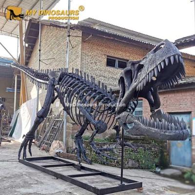 China exterior & Indoor Parks MY Outdoor Theme Park 12M Realistic Torvosaurus Dinosaur Skeleton by DINO DS053 for sale