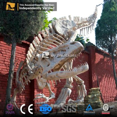 China exterior & Indoor Parks MY DINO DS051 Outdoor Theme Park T-Rex Realistic Dinosaur Skeleton for sale