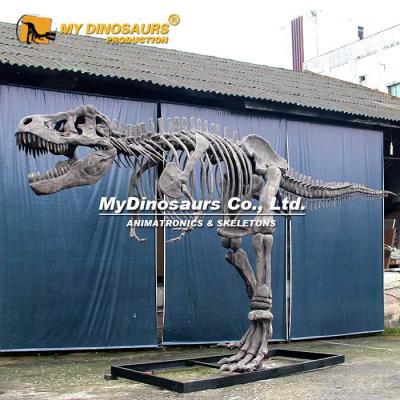 China exterior & Indoor Parks MY DINO DS50 Playground Indoor Decoration 10m Dinosaur T-Rex Realistic Skeleton for sale