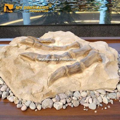 China exterior & Indoor Parks MY DINO Artificial Real Size Dinosaur Skeleton Claw Egg Fossil for sale