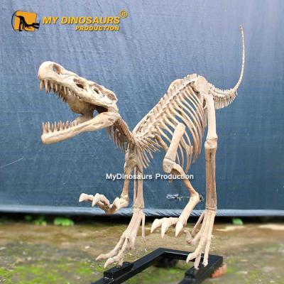 China exterior & Indoor Parks MY DINO 2M Amusement Park Velociraptor Dinosaur Fossil Skeleton for sale